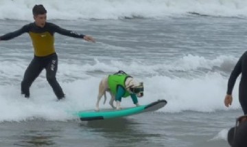Cacau, el labrador brasileño que revalidó su título en el Mundial de Surf Canino
